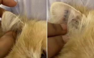 La donna adotta un gatto anziano, dopodiché trova uno strano tatuaggio nel suo orecchio (VIDEO)