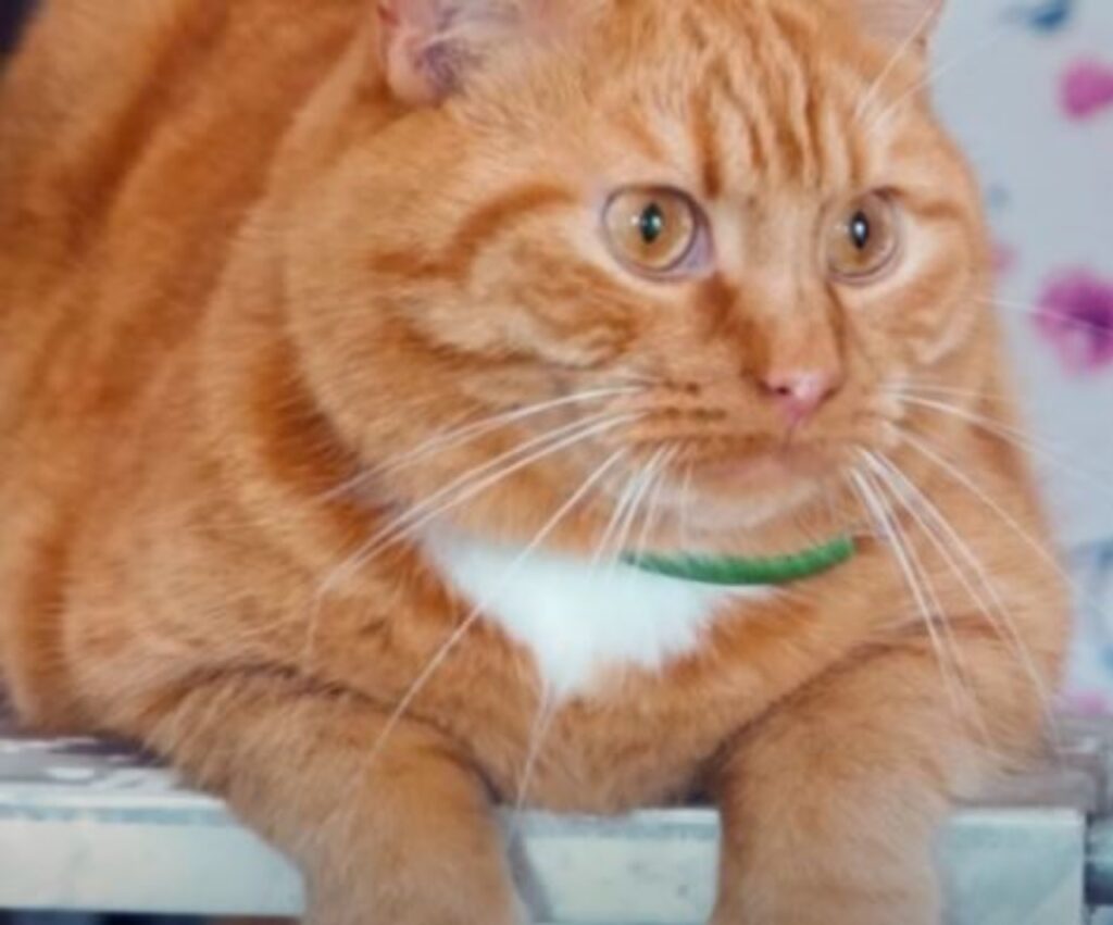 un gatto arancione di nome Larry