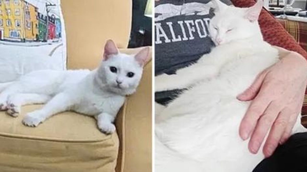 gatto bianco adottato