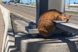 Se l’è vista brutta: il gatto incagliato stava soffrendo, ma qualcuno si è accorto di lui