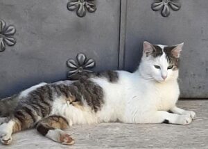 Gatto buttato nell’immondizia al cimitero: si cercano testimoni del gesto crudele. Il micio non ce l’ha fatta