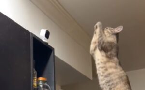CI ha provato: il gatto cerca di comunicare con una persona lontana da lui usando una videocamera (VIDEO)