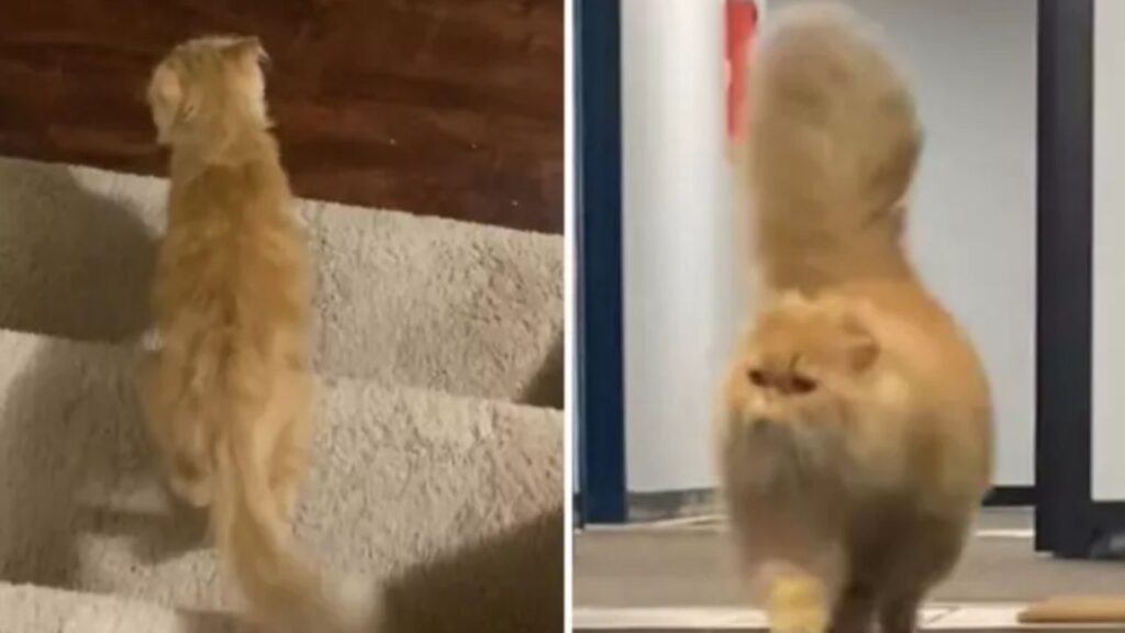 gatto con pelo arancione