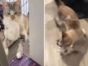 Sì, questo gatto maschio è adorabile: ha deciso di fare lui da “mamma” ai sei gattini orfani