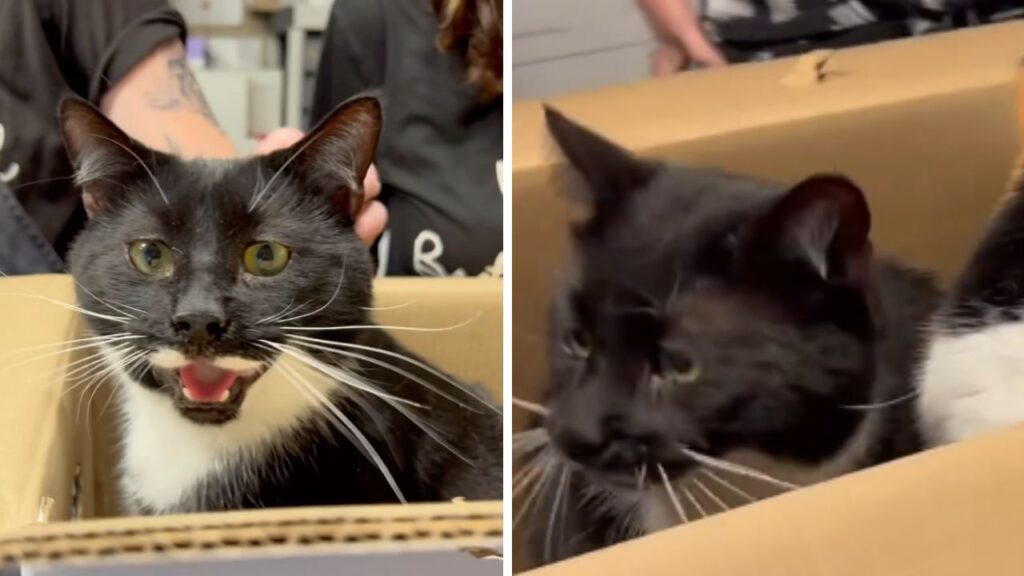 gatto con pelo bianco e nero