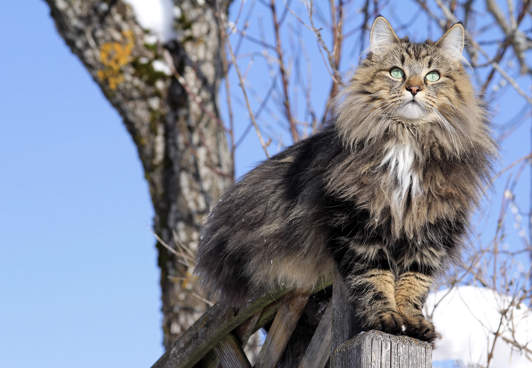gatto norvegese delle foreste