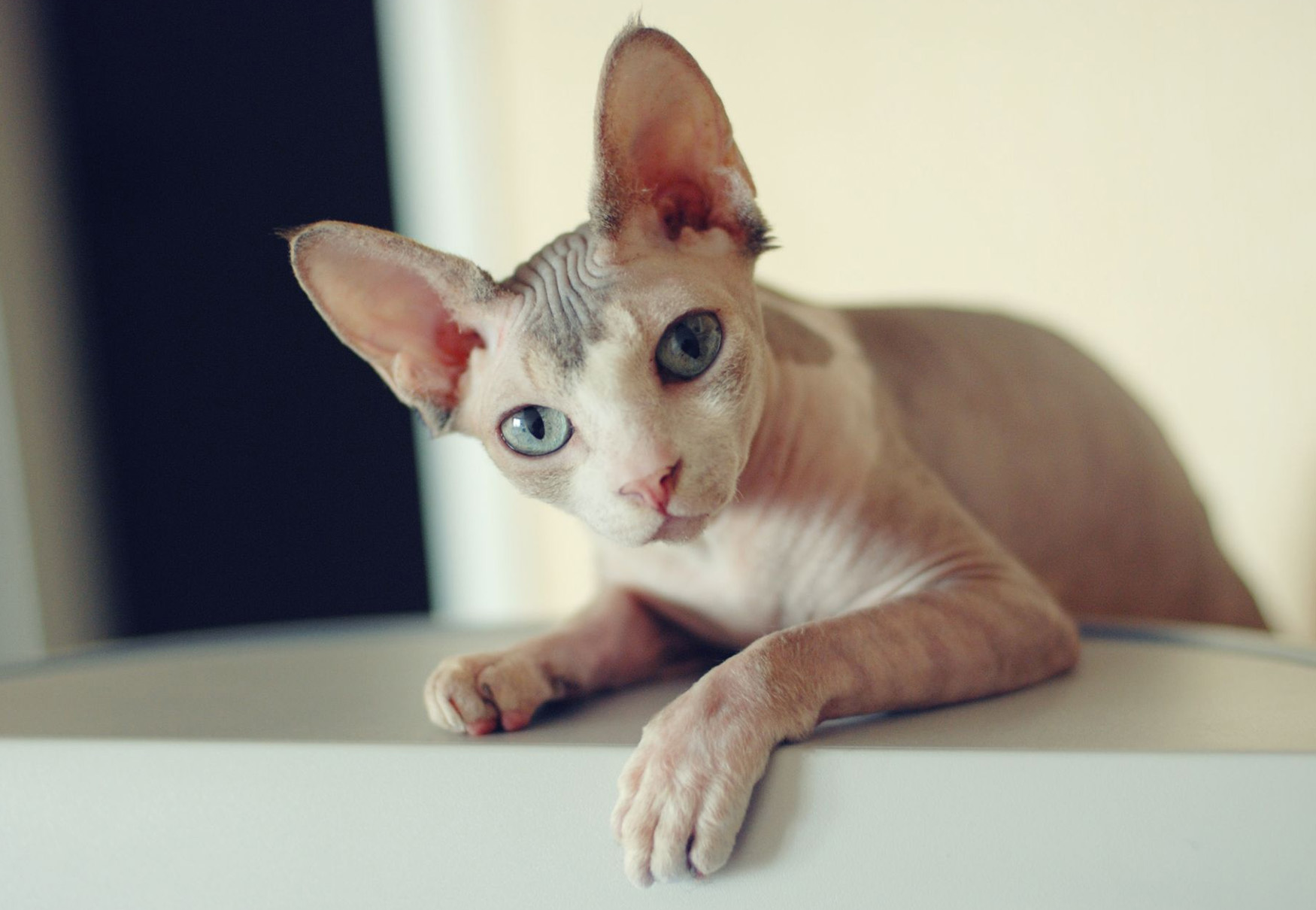 gatto sphynx