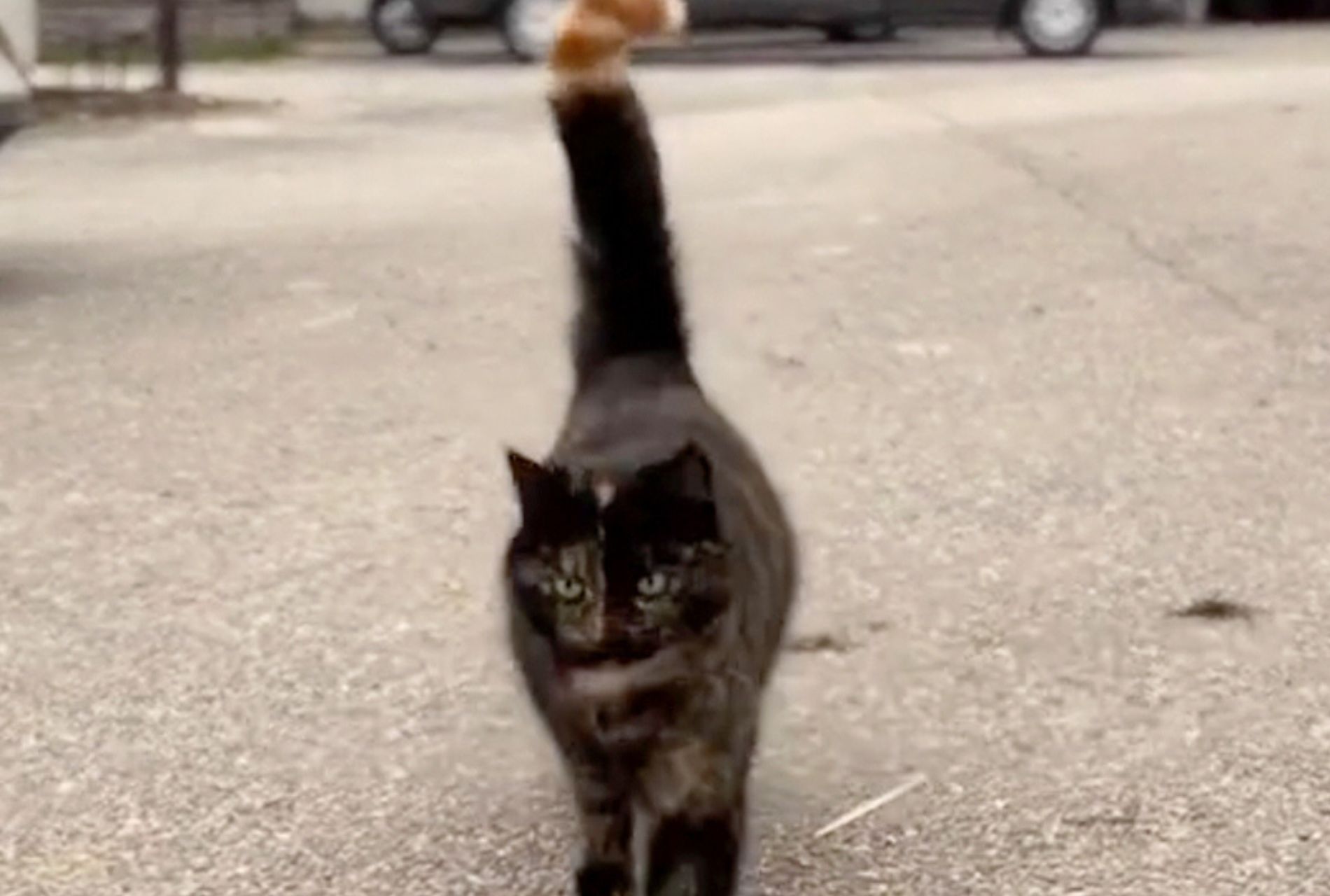 gatto con coda arancione