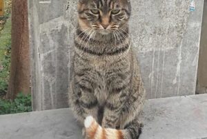 Grazie a uno strano scherzetto della genetica, questo gatto ha una coda davvero particolare