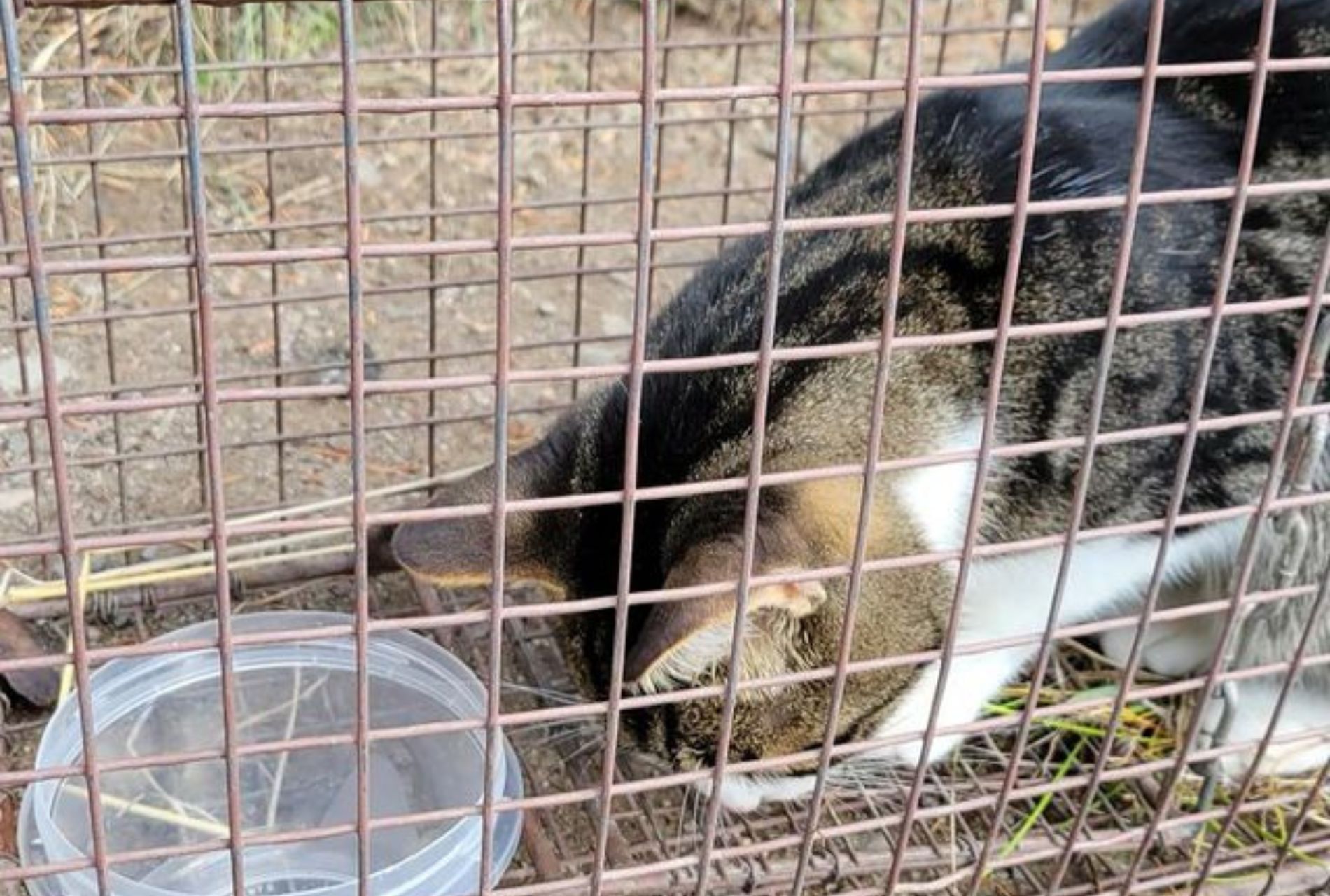 gatto disperso in montagna