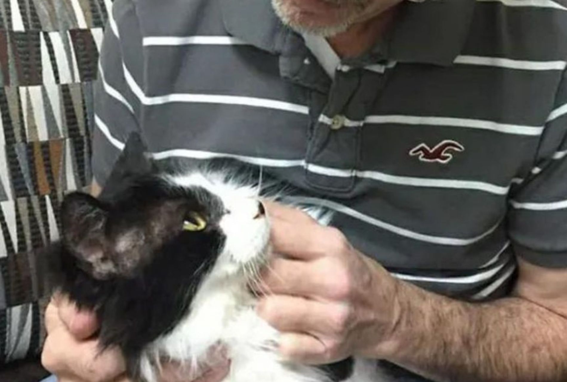 gatto in condizioni critiche salvato