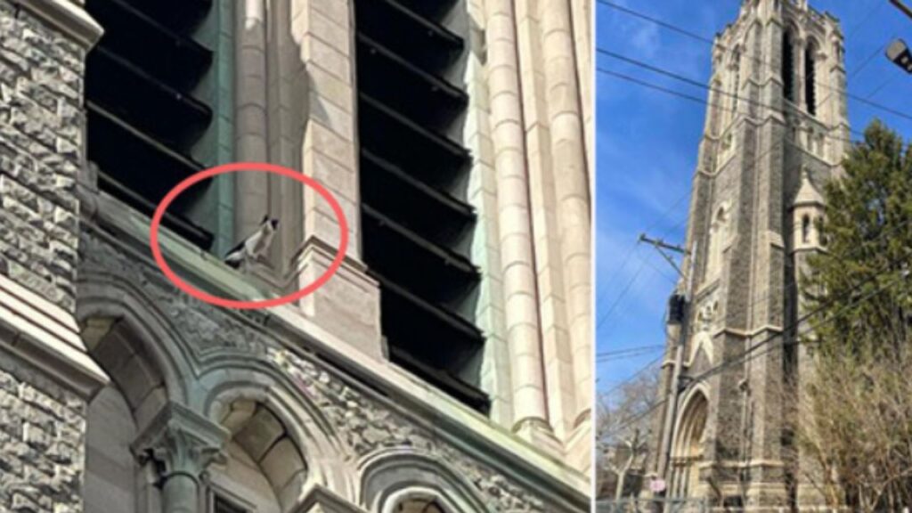 gatto che sporge da un edificio