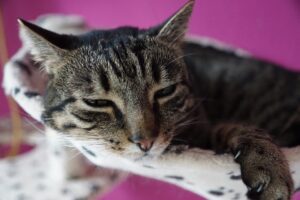 Gatto malato affidato a un amico: scappa per non pagare il veterinario