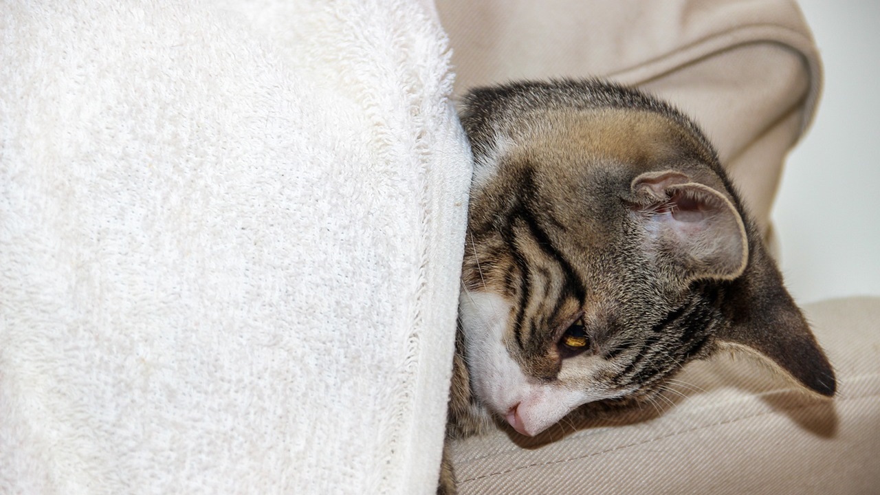 Gatto malato affidato a un amico