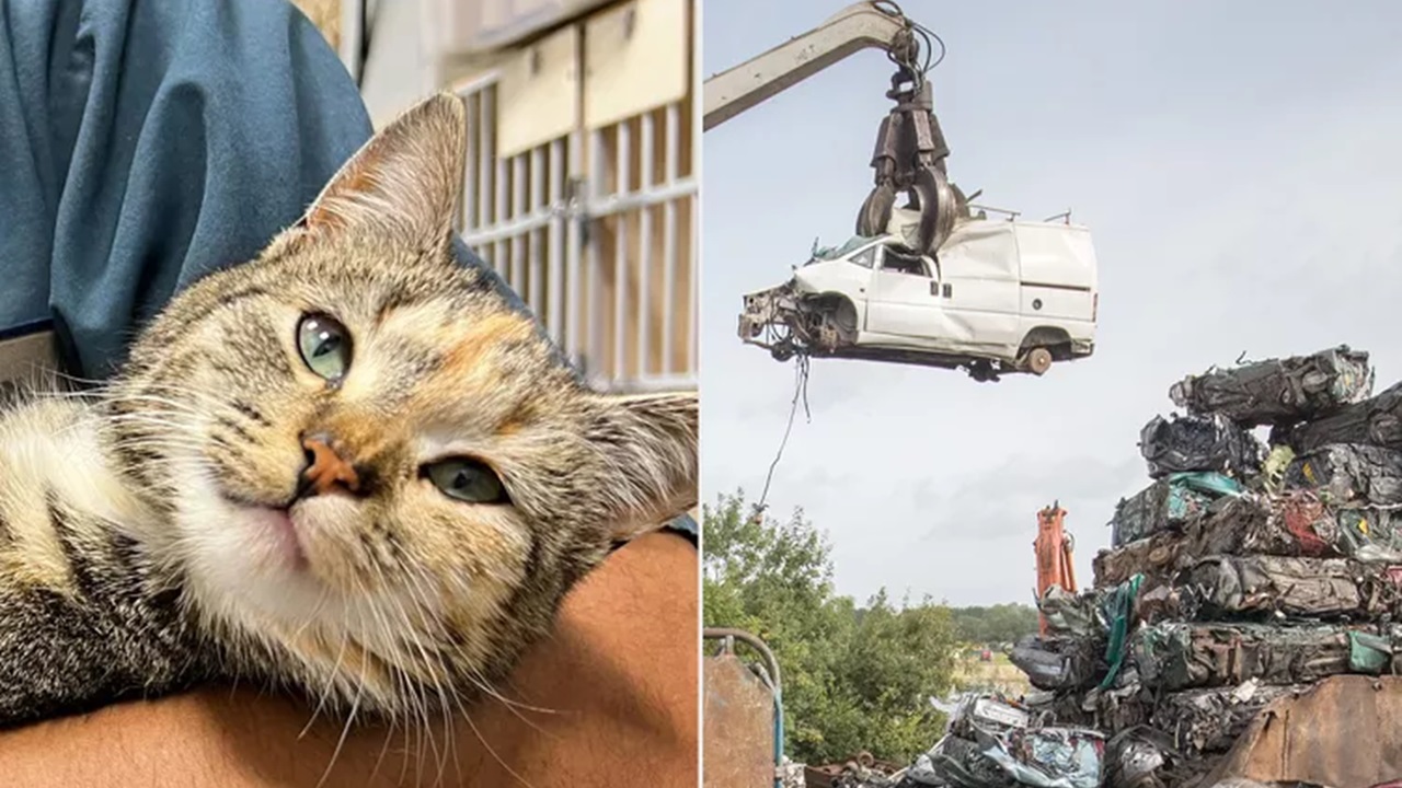 Gatto in discarica