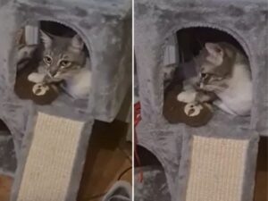 L’uomo torna a casa dopo un anno lasciato all’estero e non riesce a credere alla reazione del suo gatto