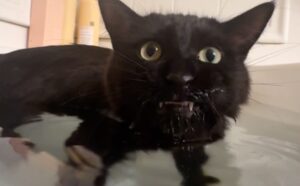 Nessuno ci avrebbe mai creduto, eppure questo gatto nero ama così tanto l’acqua da non poter fare a meno del bagnetto (VIDEO)