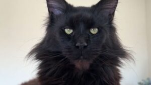 Sembra quasi una magia: questo è come un piccolo Maine Coon si trasforma nel gatto più magnifico che tu possa immaginare (VIDEO)