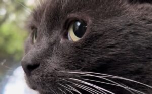 Il disgusto del gatto randagio per la compagnia di mici che vaga per il quartiere è tutta da vedere (VIDEO)