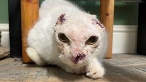 Gatto randagio con le orecchie amputate per una neoplasia alla pelle provocata dal troppo sole