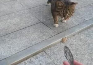 Gatto randagio regala un pesce essiccato a chi lo ha aiutato