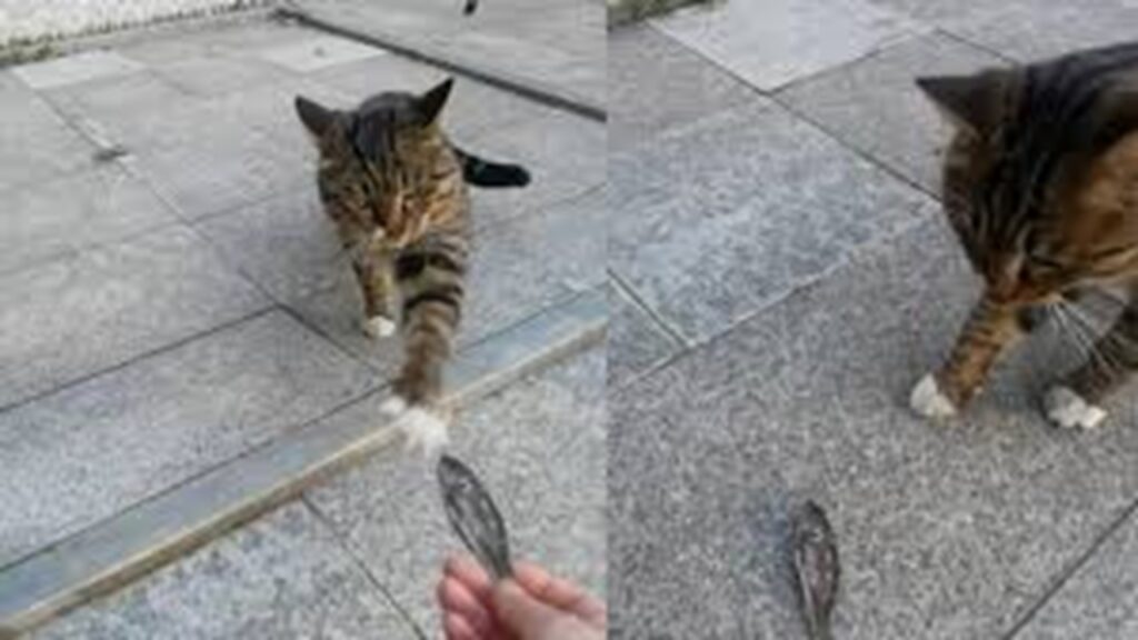 Gatto randagio regala un pesce essiccato