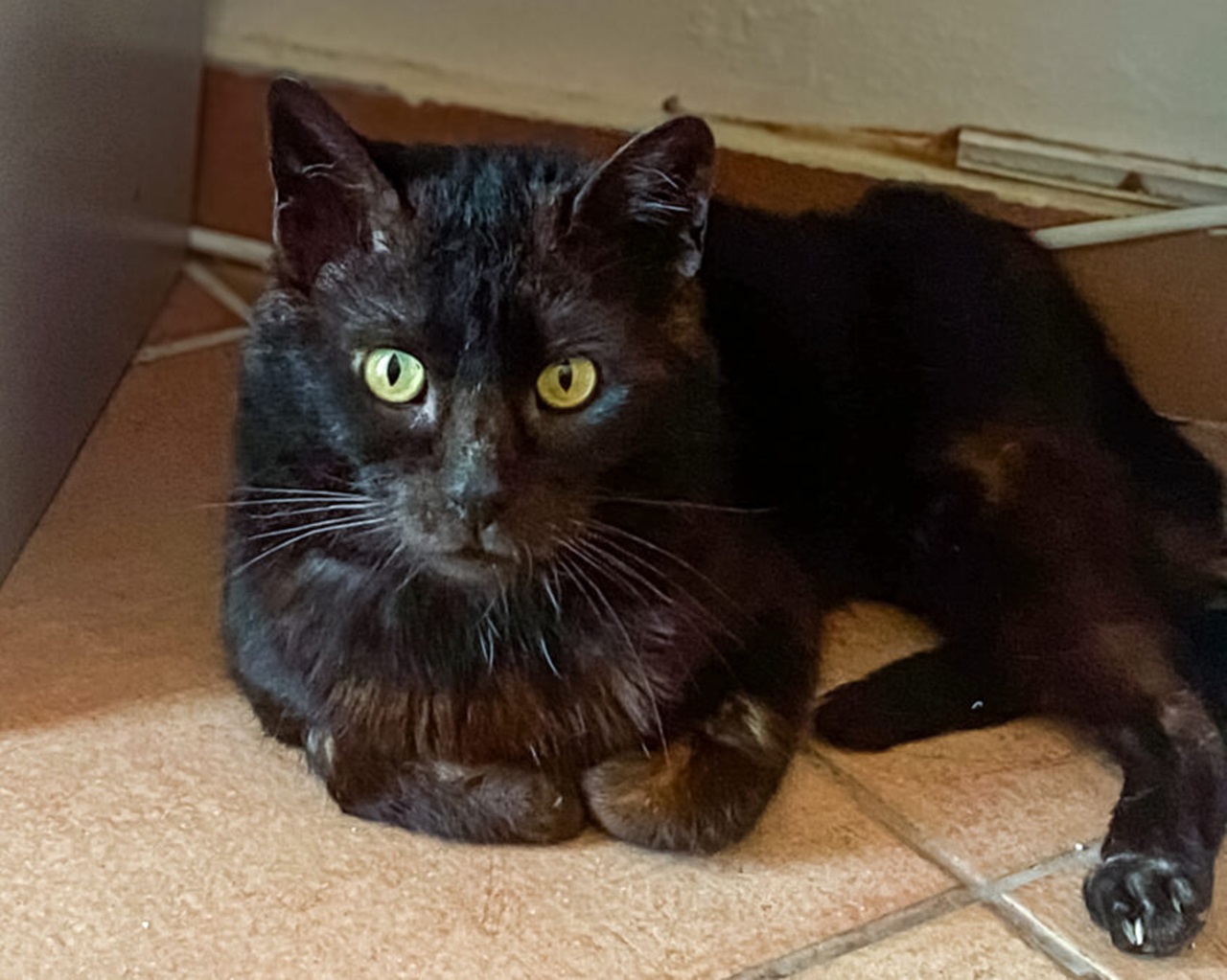 Occhi gialli del gatto nero