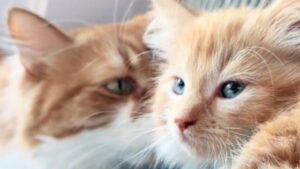 Il gatto randagio adottato era da solo: adesso è arrivata una sorellina che lo sta facendo impazzire di gioia (VIDEO)