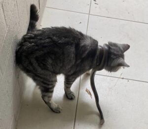 Gatto salvato con le pinze da insalata dopo un incontro ravvicinato con un serpente velenoso