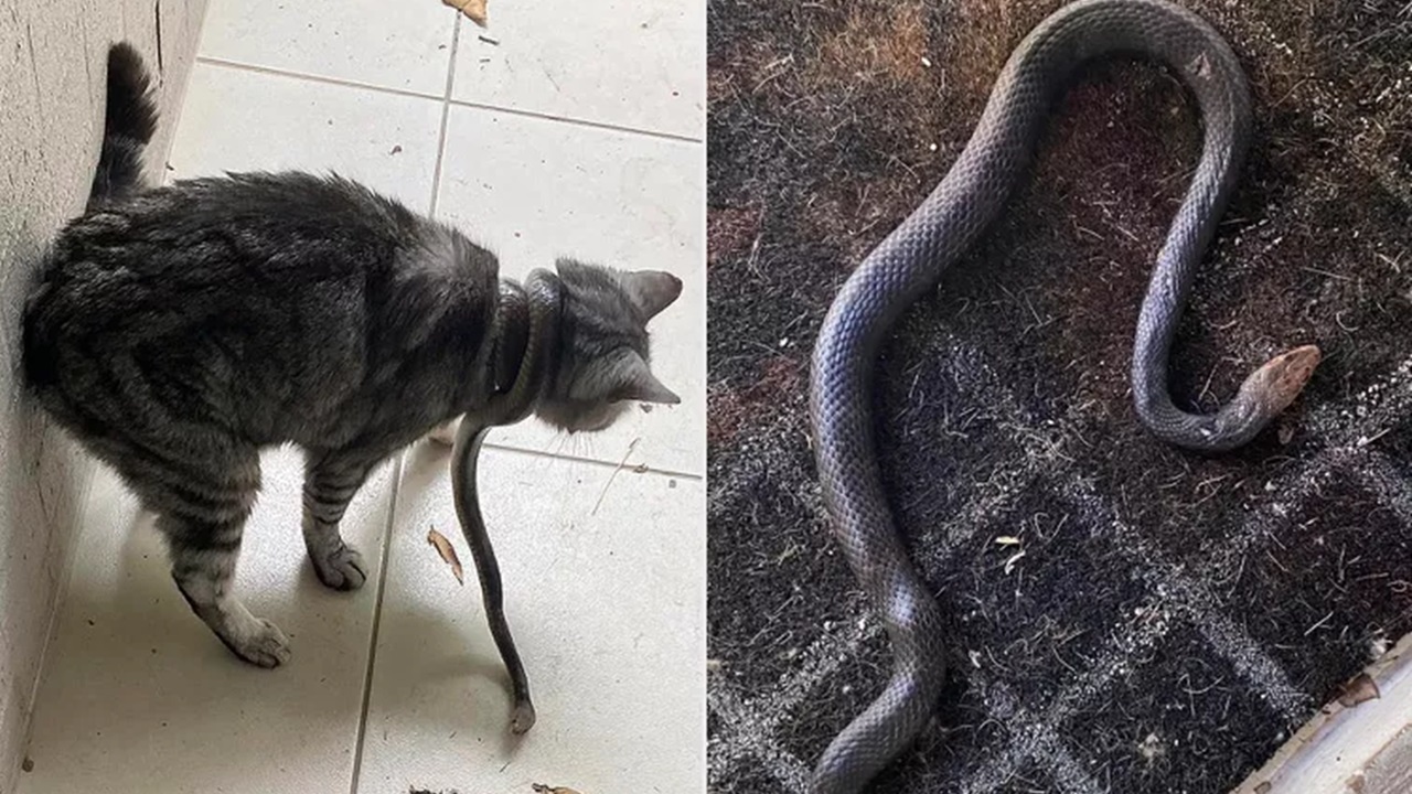 Gatto con il serpente