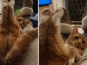 Lo stranissimo modo in cui questo gatto arancione continua a sedersi crea davvero tanta confusione