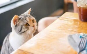 Il gatto si confonde perché i proprietari si svegliano a un orario strano per mangiare e lo escludono dal pasto (VIDEO)