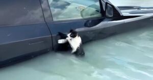 Gatto si salva dall’alluvione di Dubai aggrappandosi alla portiera di un’auto