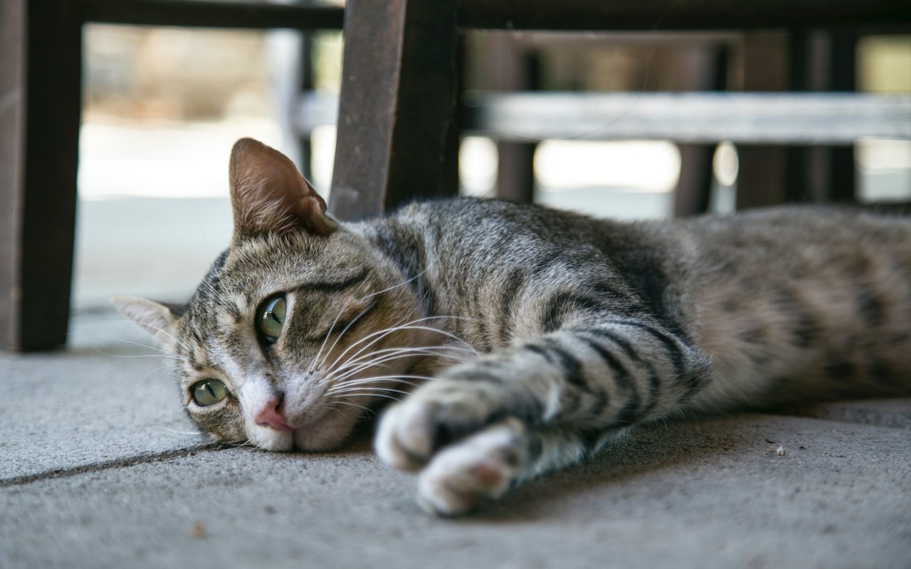 gatto disteso per terra