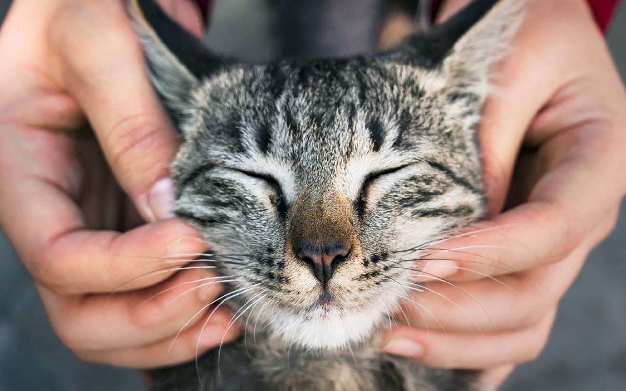 accarezzare il muso di un gatto