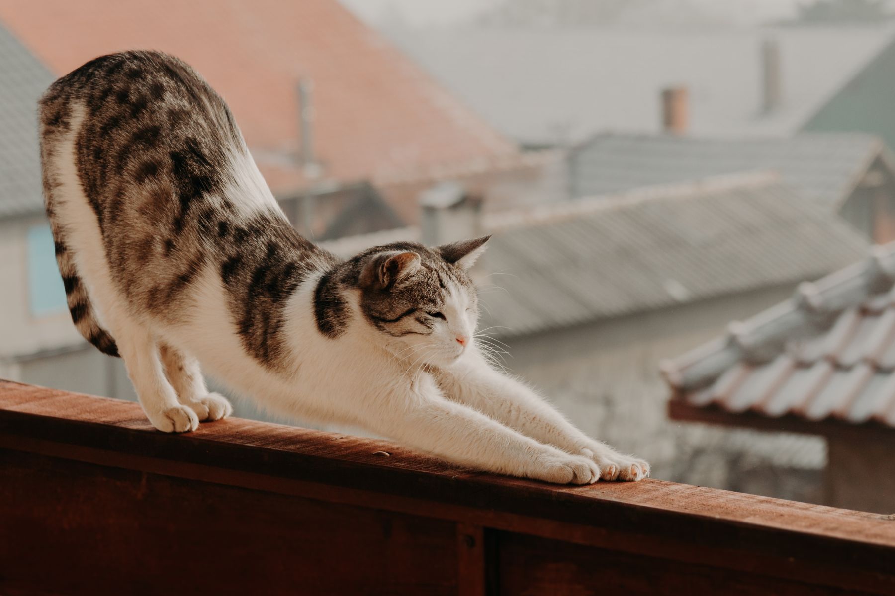 Gatto sul balcone