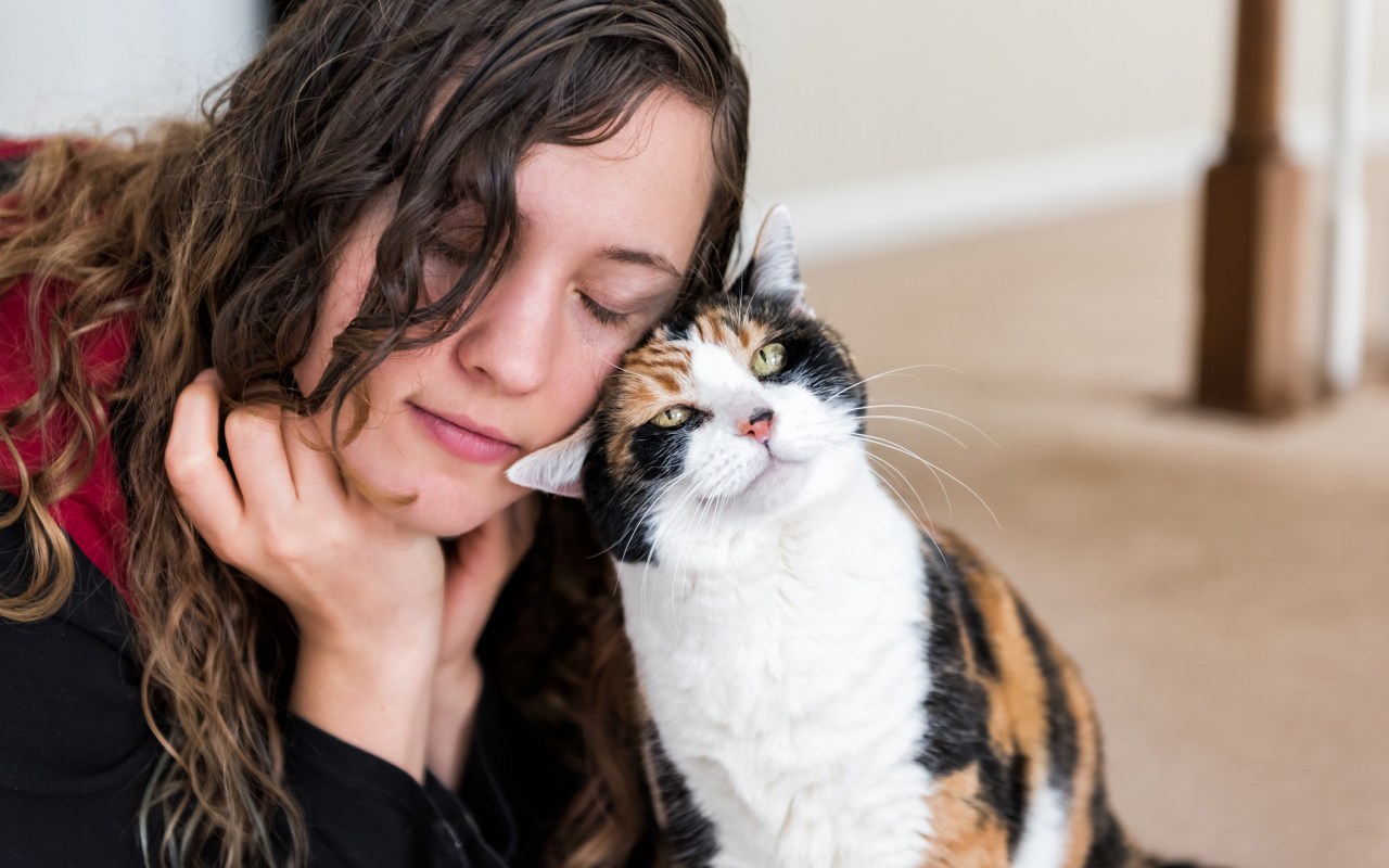 gatto dà testate a una ragazza