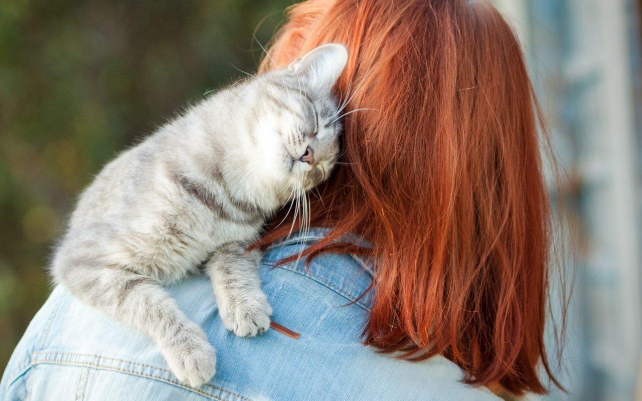 gatto struscia la testa su una ragazza