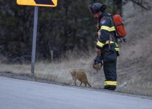 Gatto sul luogo dell’incidente per dare una mano, a modo suo, ai soccorritori