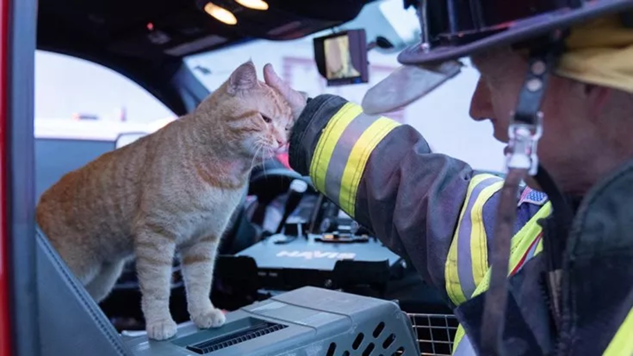 Gatto sul luogo dell'incidente