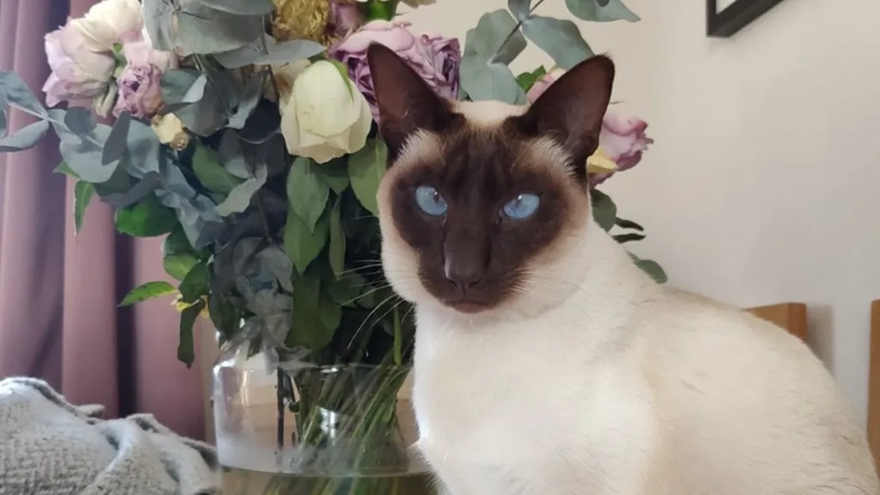 Gatto siamese in casa