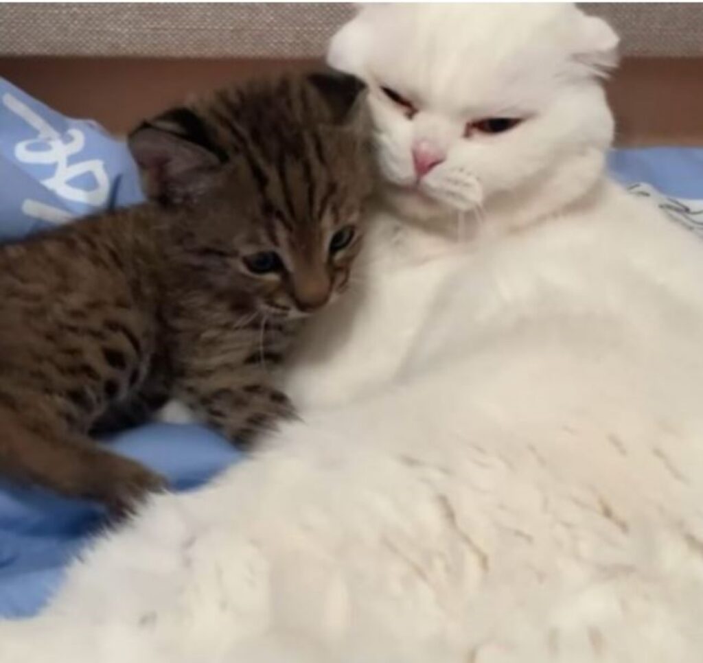 un gattino bianco che coccola una lince