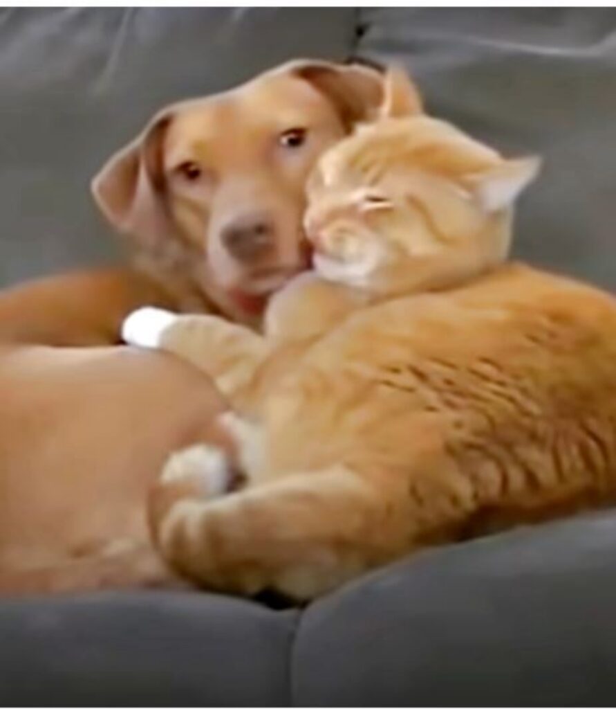 un cane con un gatto arancione