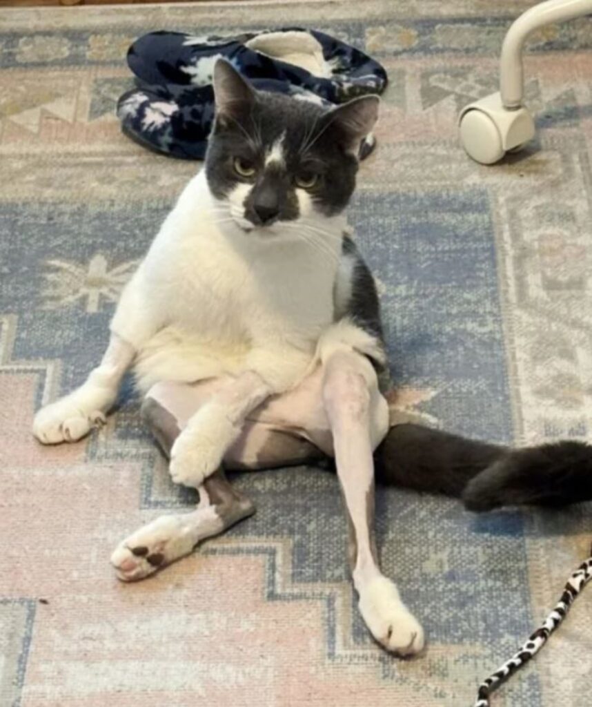un gatto seduto 