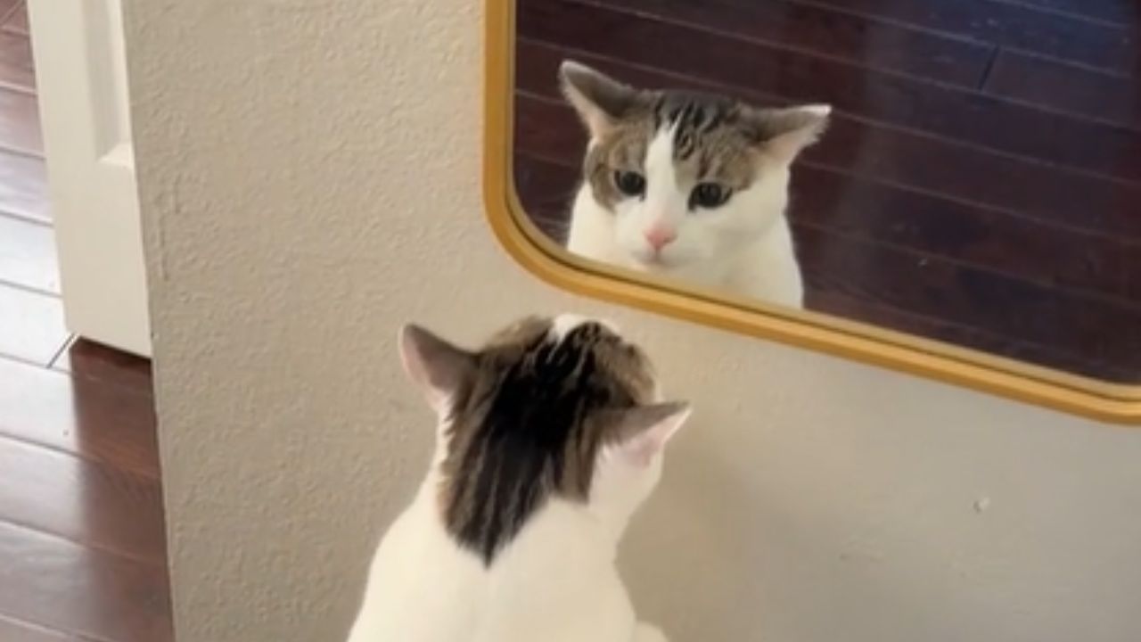 gatto allo specchio