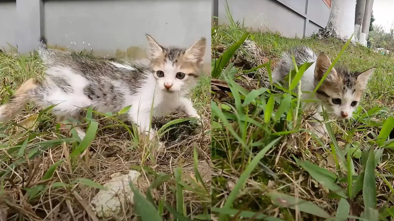 Gattino senza la mamma