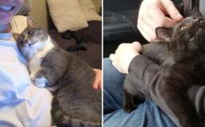 5 foto che dimostrano che anche i gatti possono essere incredibilmente affettuosi