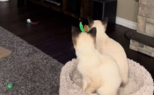 Sì, questi due gatti siamesi sono a dir poco ipnotizzati dalla scena che li vede protagonisti in un film Disney (VIDEO)