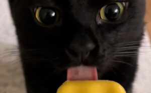 Il modo di leccare il gelato di questo gatto nero fa impazzire tutti (e fa davvero ridere) (VIDEO)