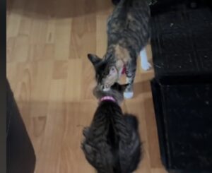Mamma gatta arrabbiata con il gattino lo trascina nella stanza